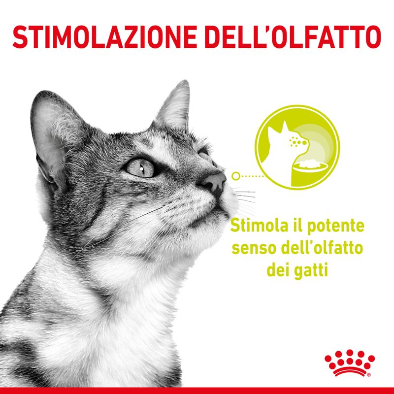 Royal Canin Sensory Smell umido in Salsa per gatti